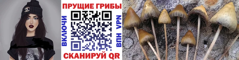 купить  сайты  Нязепетровск  Псилоцибиновые грибы Magic Shrooms 